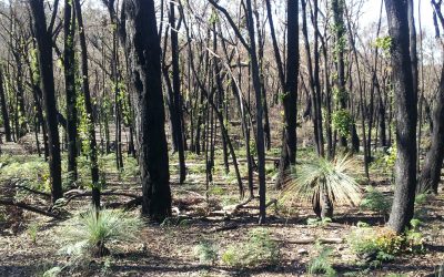 Being Highly Sensitive and Bushfire Crisis